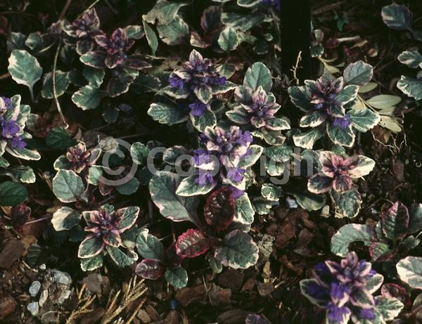 Blue blooms; Evergreen; Broadleaf