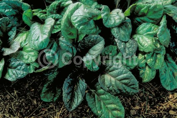 Blue blooms; Evergreen; Broadleaf