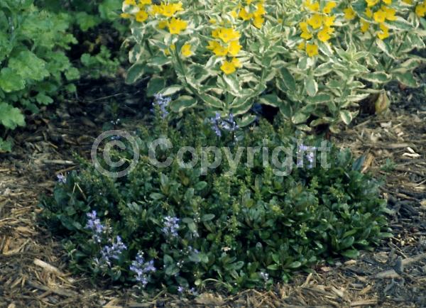 Blue blooms; Evergreen; Broadleaf