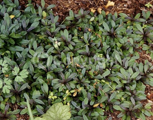 Blue blooms; Evergreen; Broadleaf
