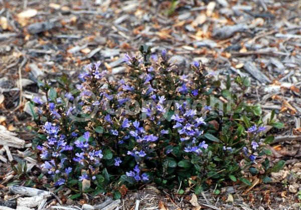 Blue blooms; Evergreen; Broadleaf
