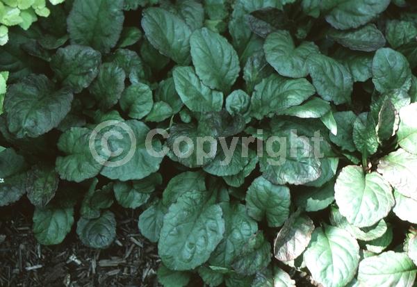 Blue blooms; Semi-evergreen