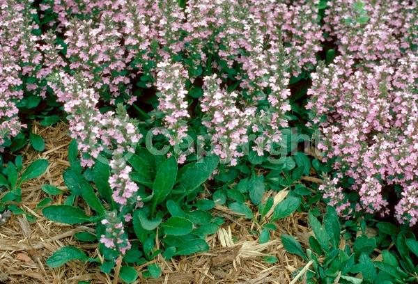 Pink blooms; Evergreen; Needles or needle-like leaf