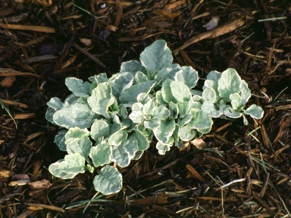 Blue blooms; Semi-evergreen