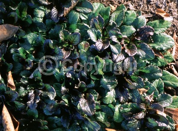 Blue blooms; Evergreen; Broadleaf