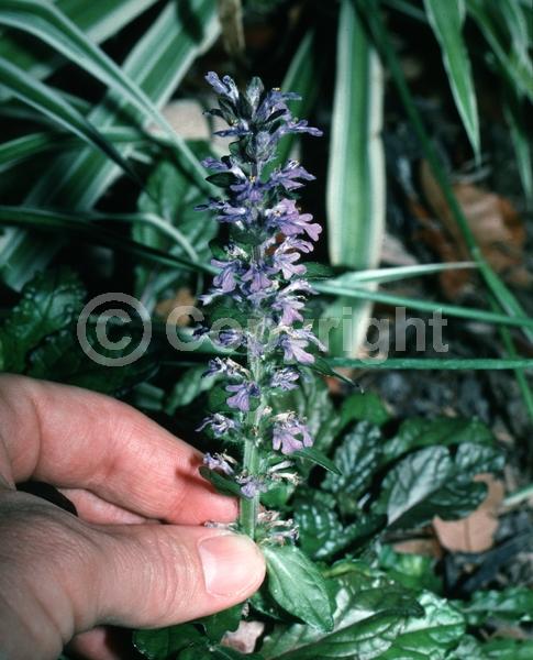 Blue blooms; Evergreen; Broadleaf
