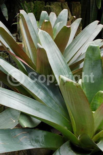 Red blooms; Yellow blooms; White blooms; Evergreen