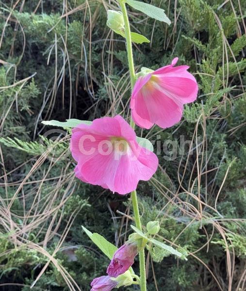 Red blooms; Orange blooms; Yellow blooms; Purple blooms; White blooms; Pink blooms; Lavender blooms; Salmon blooms
