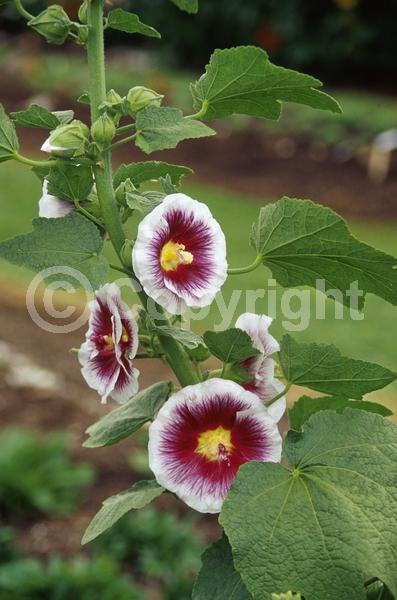 Red blooms; White blooms