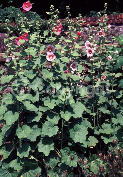 Red blooms; Orange blooms; Yellow blooms; Purple blooms; White blooms; Pink blooms; Lavender blooms; Salmon blooms