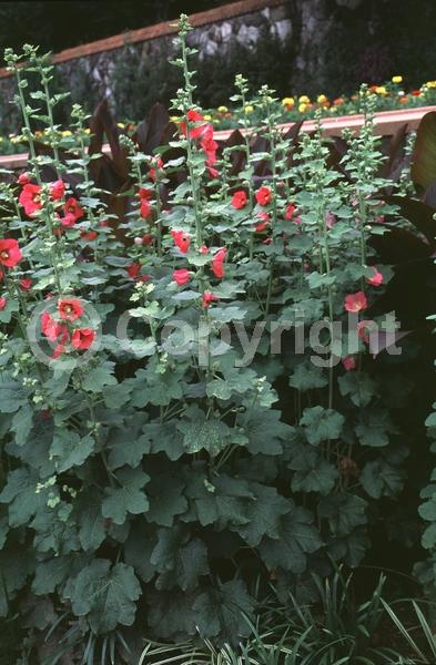 Red blooms; Orange blooms; Yellow blooms; Purple blooms; White blooms; Pink blooms; Lavender blooms; Salmon blooms