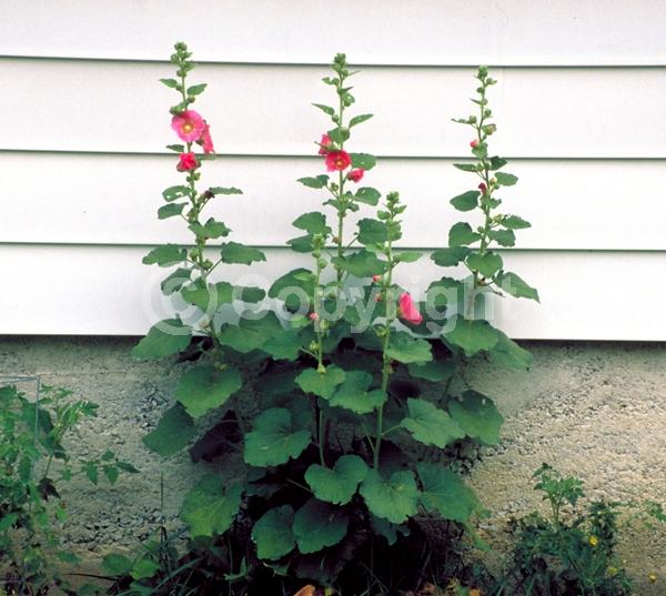 Red blooms; Orange blooms; Yellow blooms; Purple blooms; White blooms; Pink blooms; Lavender blooms; Salmon blooms