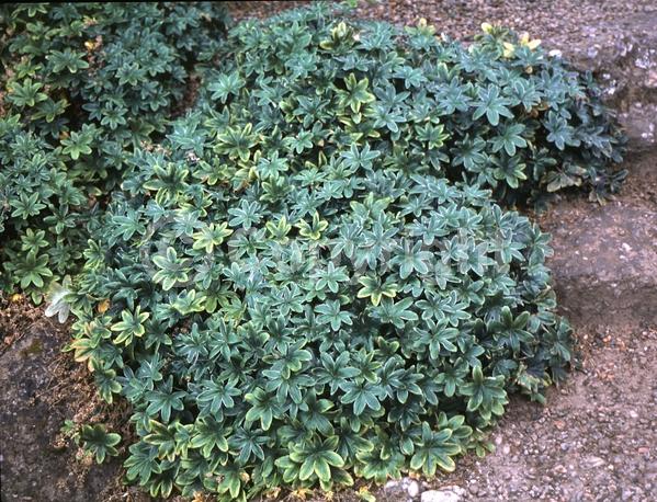 Yellow blooms; Green blooms; Deciduous