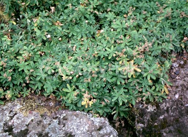 Yellow blooms; Green blooms; Deciduous