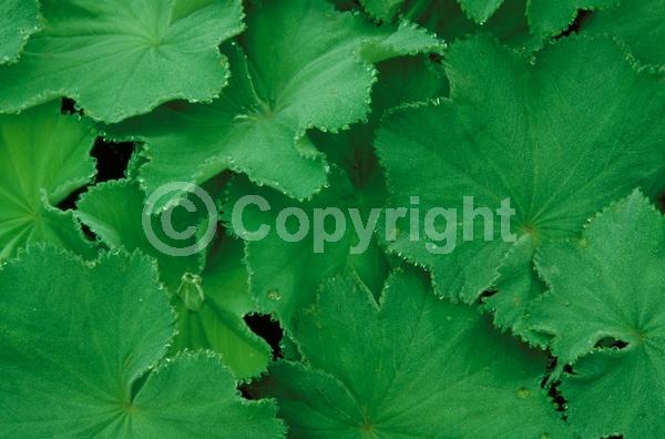 Yellow blooms; Green blooms; Semi-evergreen