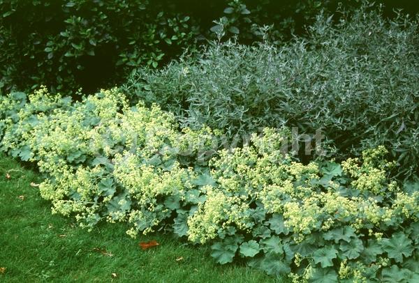 Yellow blooms; Green blooms; Semi-evergreen
