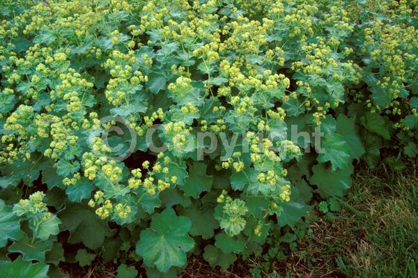 Yellow blooms; Green blooms; Semi-evergreen