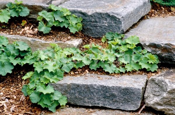 Yellow blooms; Green blooms; Semi-evergreen