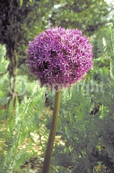 Purple blooms; Deciduous; Broadleaf