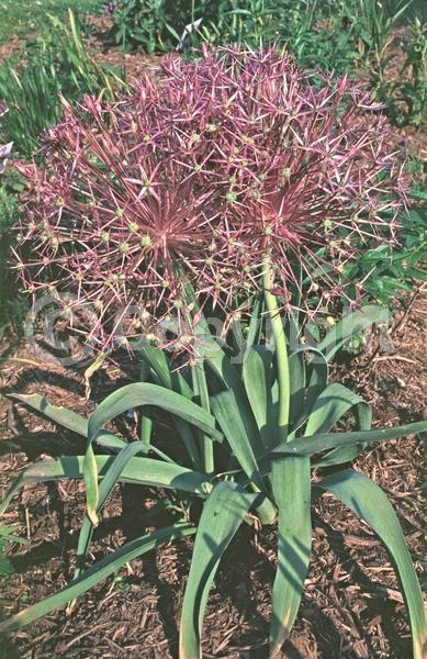 Purple blooms; Pink blooms