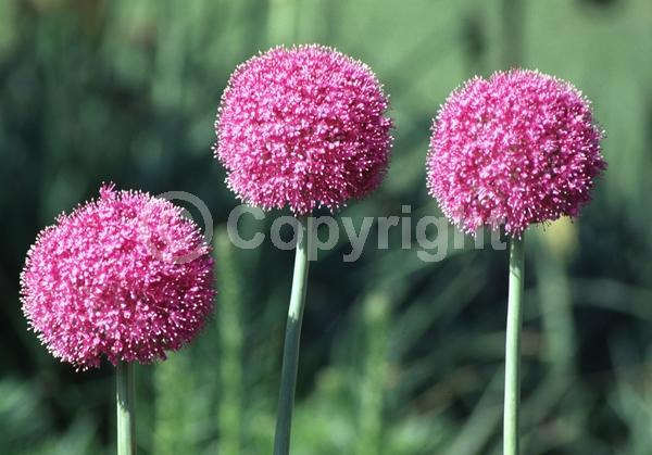 Purple blooms; Pink blooms; Deciduous