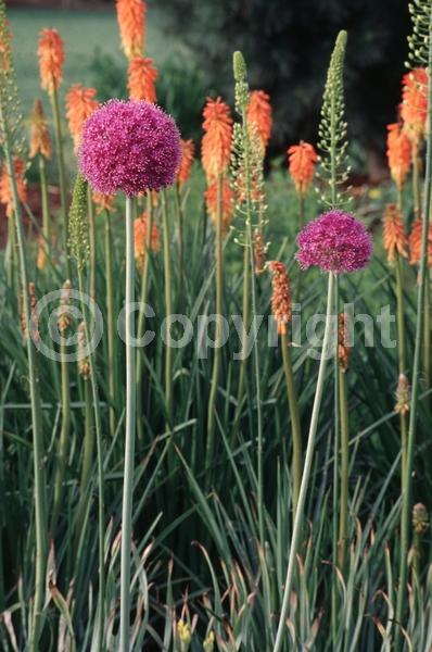 Purple blooms; Pink blooms; Deciduous