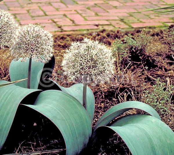 Purple blooms; Pink blooms; Deciduous