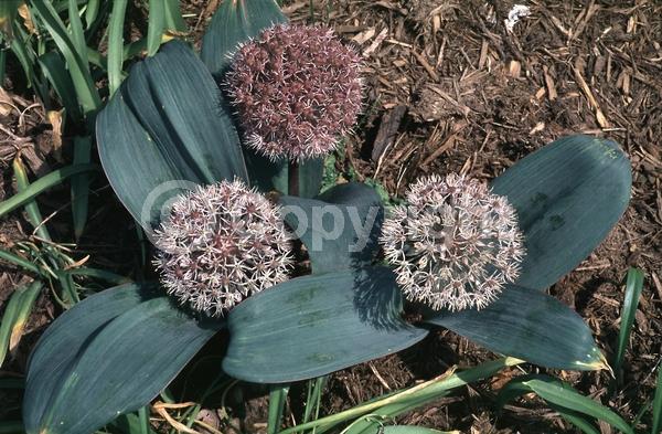 Purple blooms; Pink blooms; Deciduous