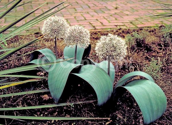 Purple blooms; Pink blooms; Deciduous