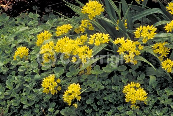 Yellow blooms; Deciduous