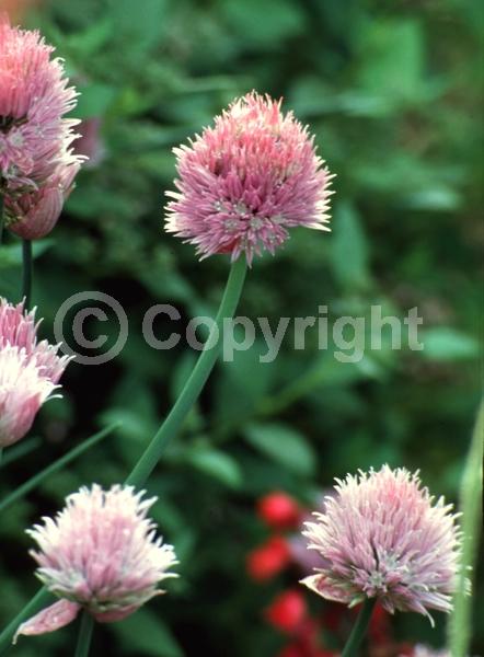 Pink blooms; Deciduous; North American Native