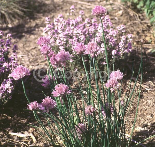 Pink blooms; Deciduous; North American Native