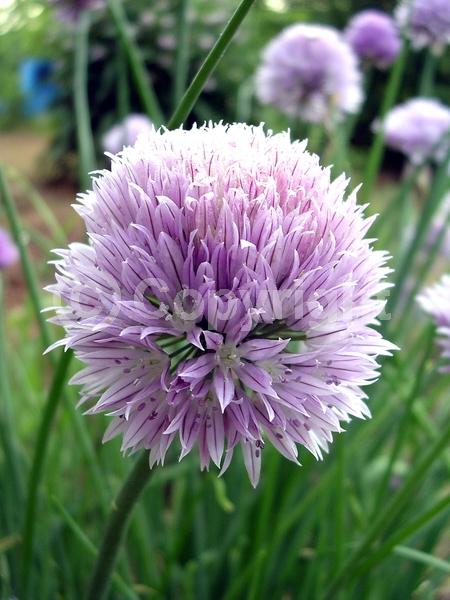 Pink blooms; Deciduous; North American Native