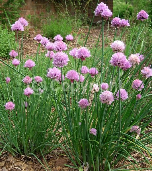Pink blooms; Deciduous; North American Native