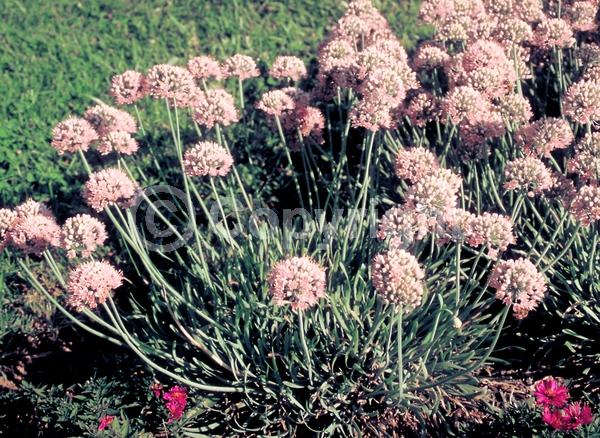 Pink blooms; Deciduous