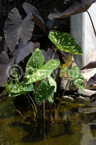 Unknown blooms; Evergreen
