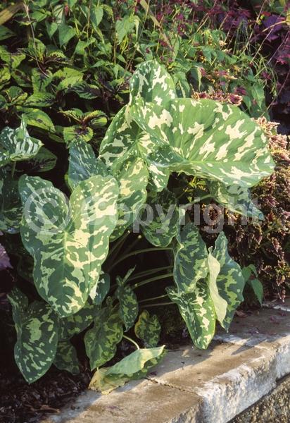 Unknown blooms; Evergreen