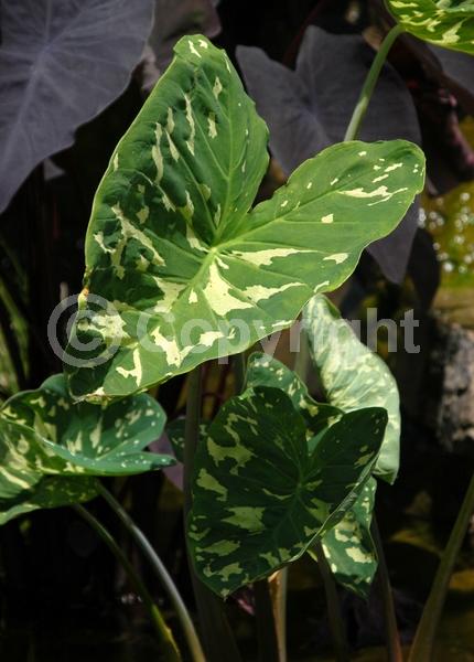 Unknown blooms; Evergreen