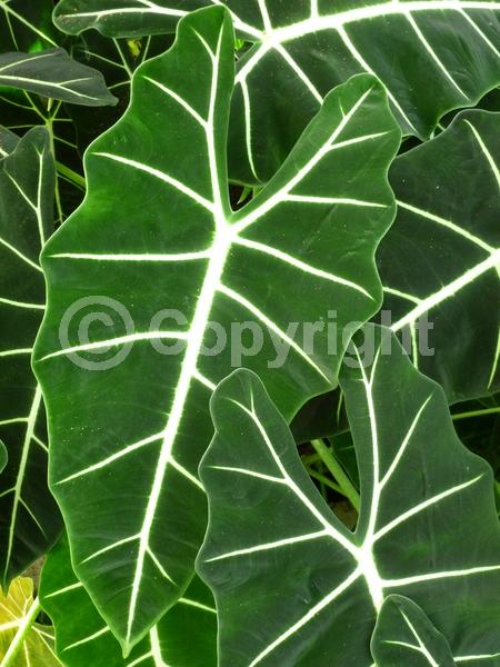 White blooms; Evergreen