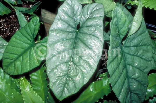 Green blooms; Evergreen; Broadleaf