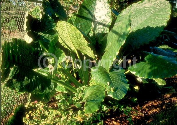 Green blooms; Evergreen; Broadleaf