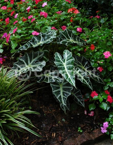 White blooms; Green blooms; Evergreen