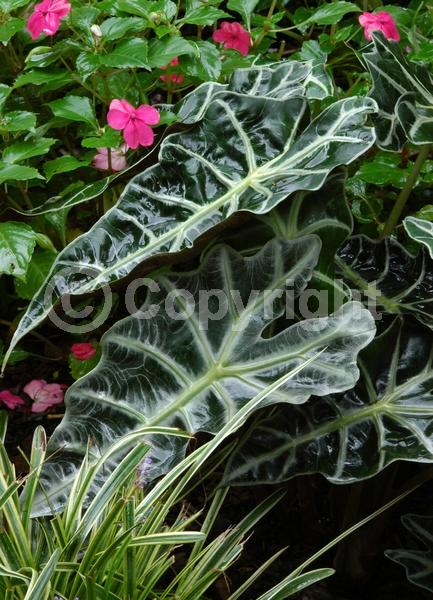 White blooms; Green blooms; Evergreen