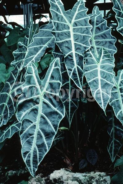 White blooms; Green blooms; Evergreen; Broadleaf