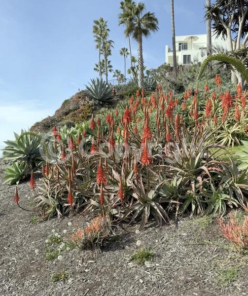 Red blooms; Evergreen; Needles or needle-like leaf