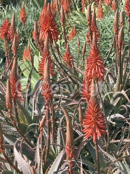 Red blooms; Evergreen; Needles or needle-like leaf