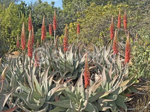 Orange blooms; Yellow blooms; Evergreen; North American Native