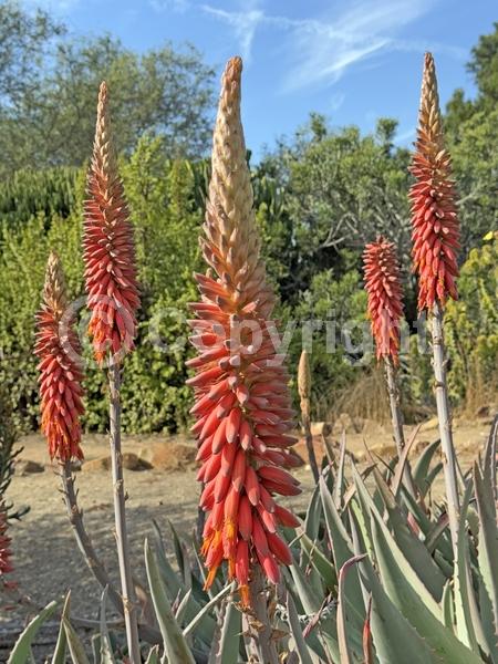 Orange blooms; Yellow blooms; Evergreen; North American Native