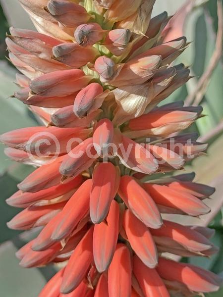 Orange blooms; Yellow blooms; Evergreen; North American Native