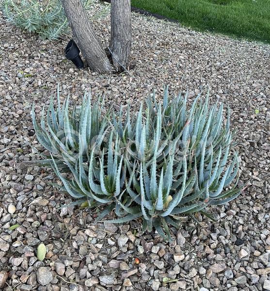 Orange blooms; Yellow blooms; Evergreen; North American Native